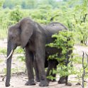ZMB EAS SouthLuangwa 2016DEC09 KapaniLodge 004 : 2016, 2016 - African Adventures, Africa, Date, December, Eastern, Kapani Lodge, Mfuwe, Month, Places, South Luanga, Trips, Year, Zambia